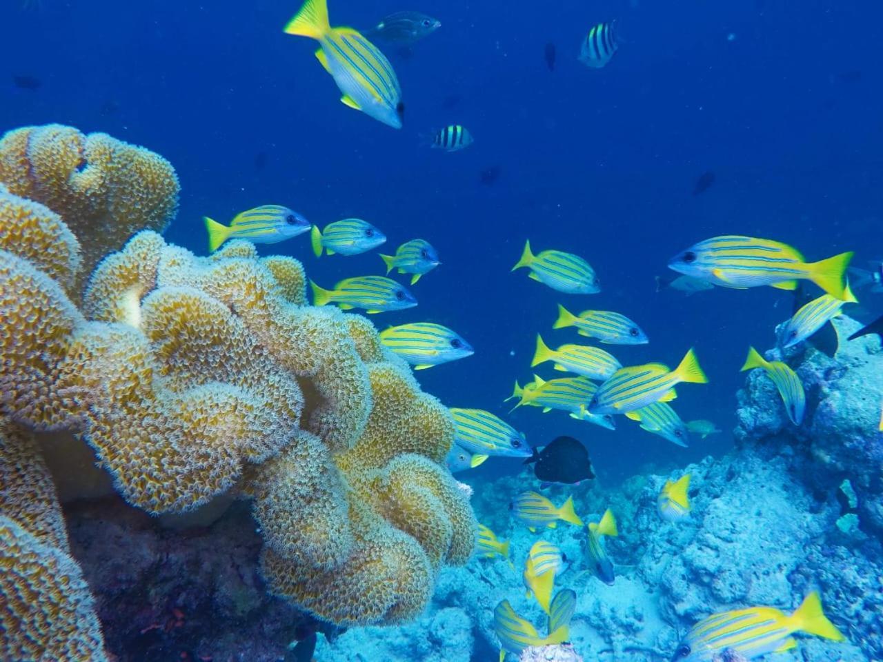 Moodhumaa Inn Guraidhoo  Kültér fotó
