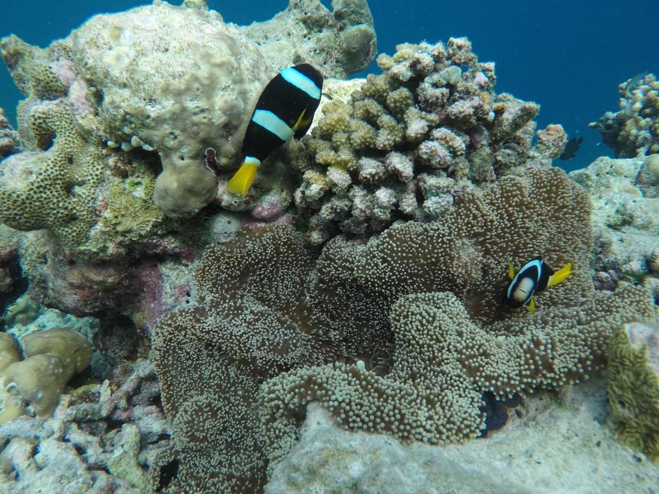 Moodhumaa Inn Guraidhoo  Kültér fotó