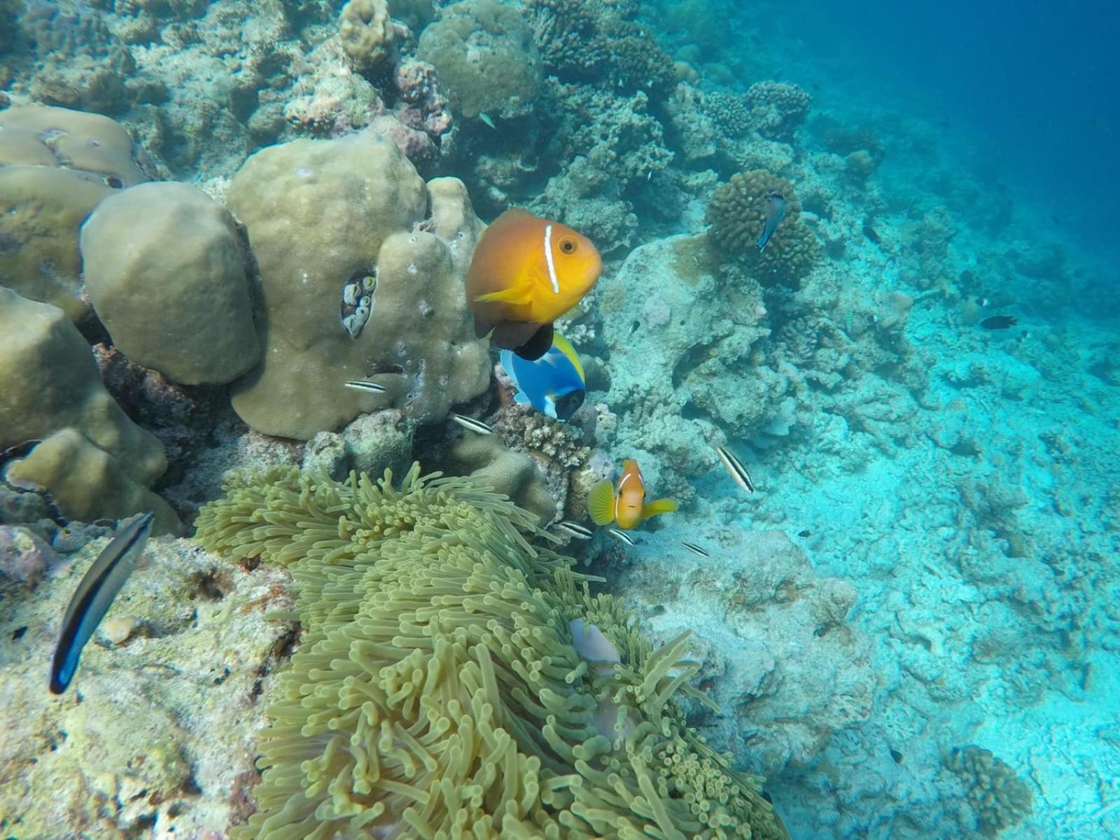 Moodhumaa Inn Guraidhoo  Kültér fotó