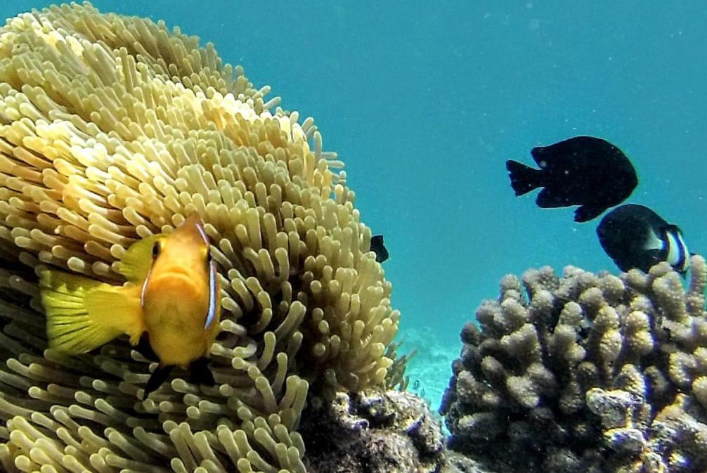 Moodhumaa Inn Guraidhoo  Kültér fotó