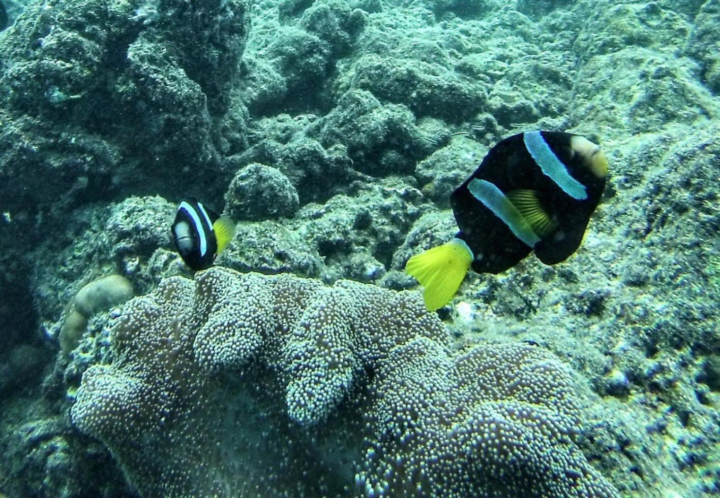 Moodhumaa Inn Guraidhoo  Kültér fotó