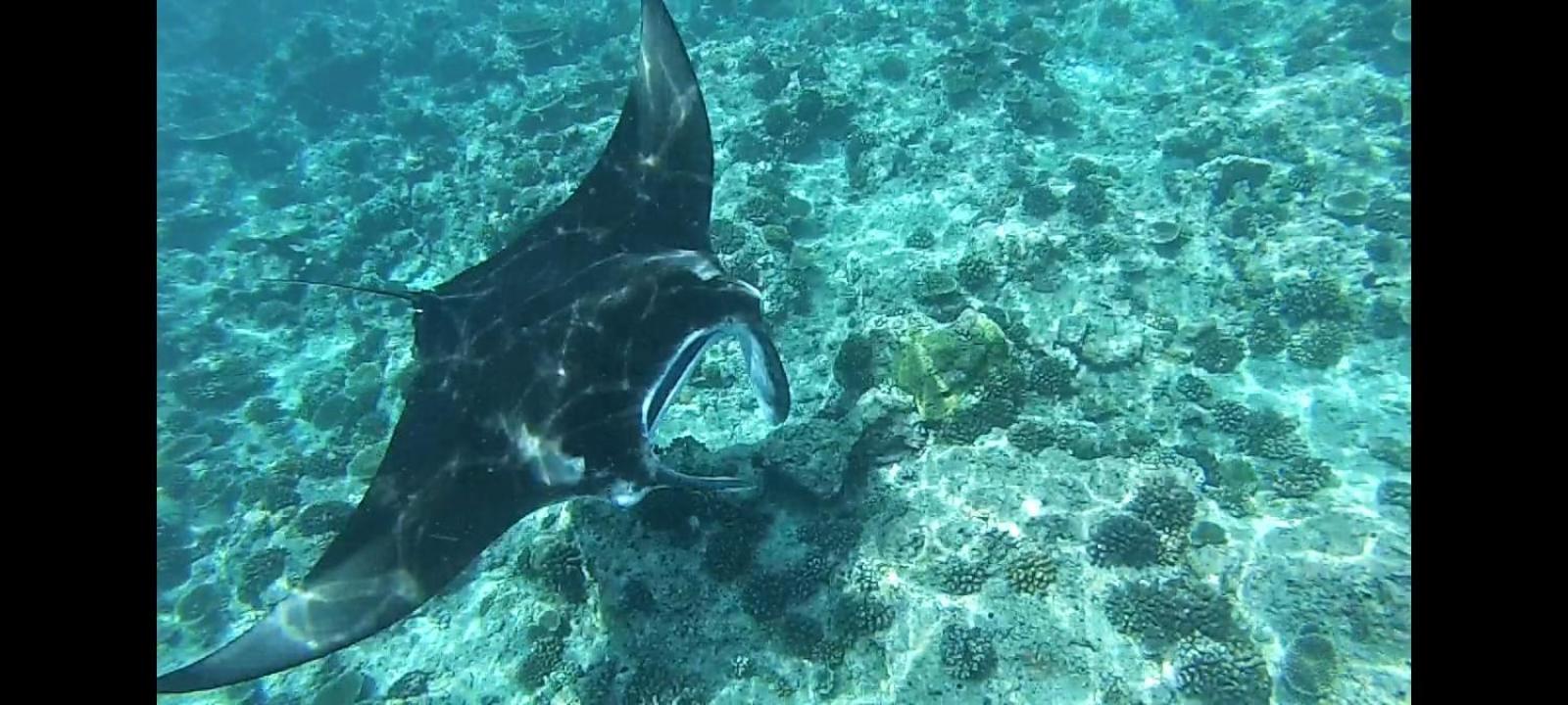 Moodhumaa Inn Guraidhoo  Kültér fotó