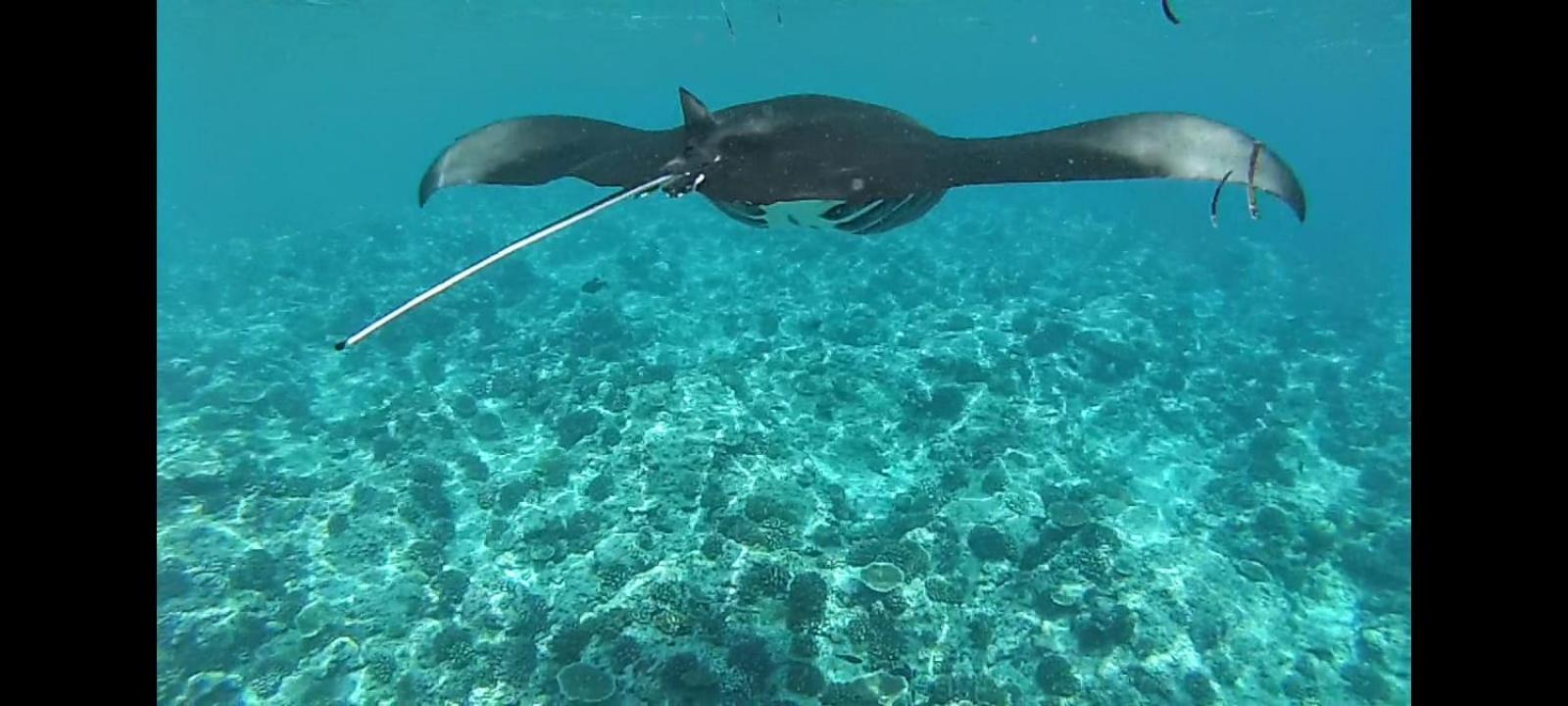 Moodhumaa Inn Guraidhoo  Kültér fotó