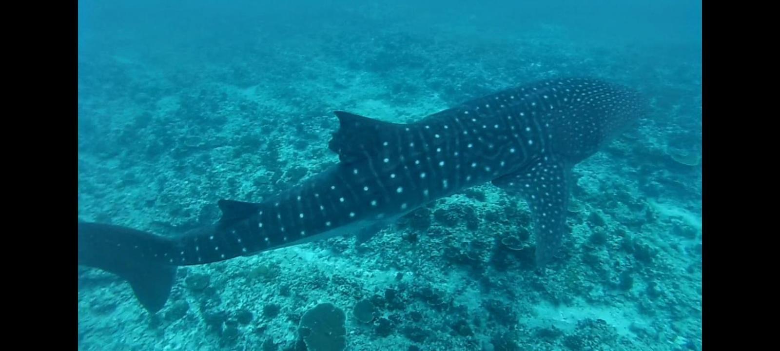Moodhumaa Inn Guraidhoo  Kültér fotó