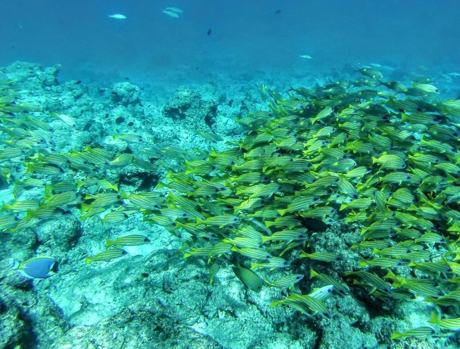 Moodhumaa Inn Guraidhoo  Kültér fotó
