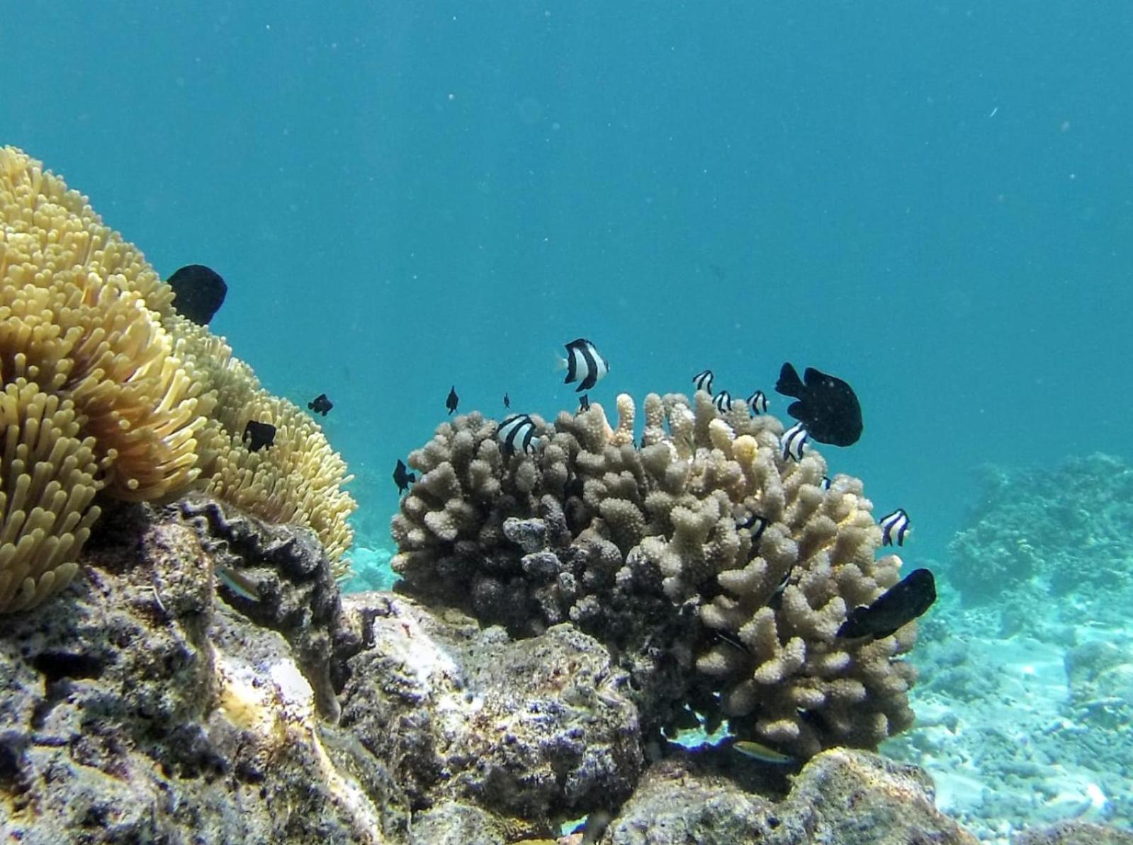 Moodhumaa Inn Guraidhoo  Kültér fotó
