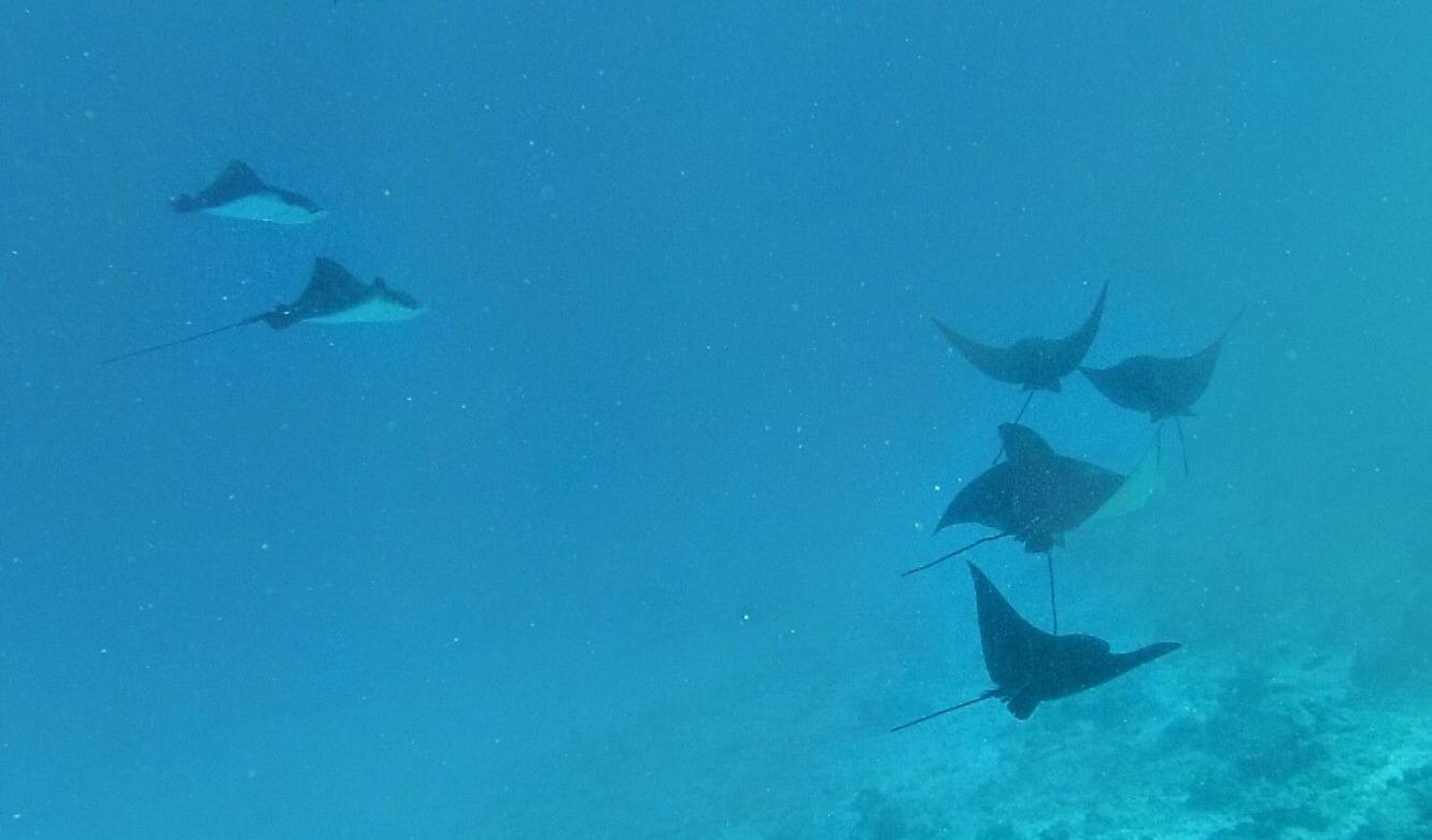 Moodhumaa Inn Guraidhoo  Kültér fotó
