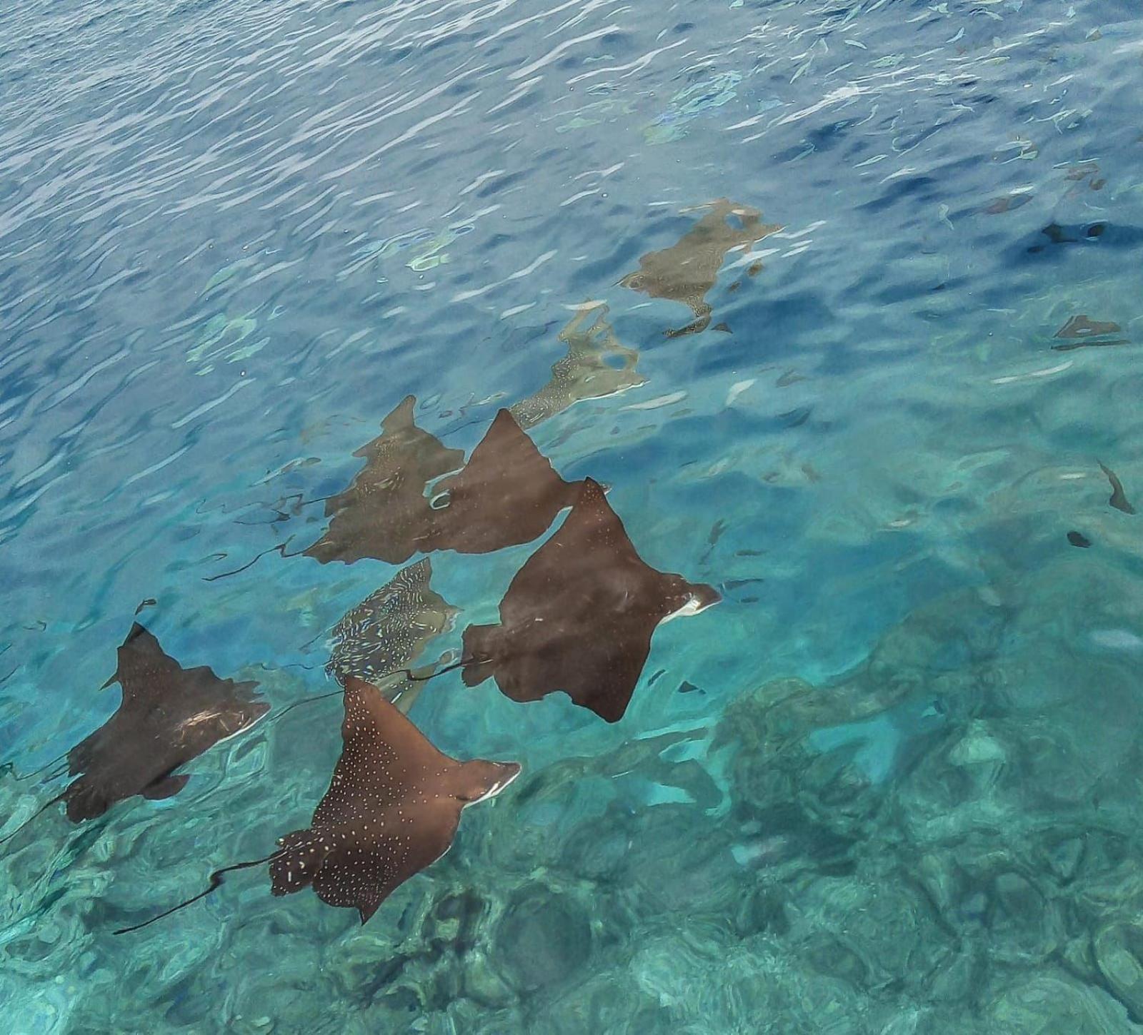 Moodhumaa Inn Guraidhoo  Kültér fotó