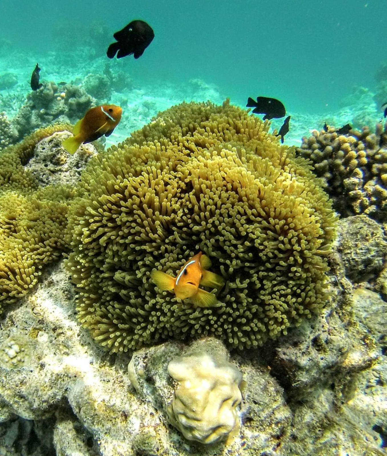 Moodhumaa Inn Guraidhoo  Kültér fotó