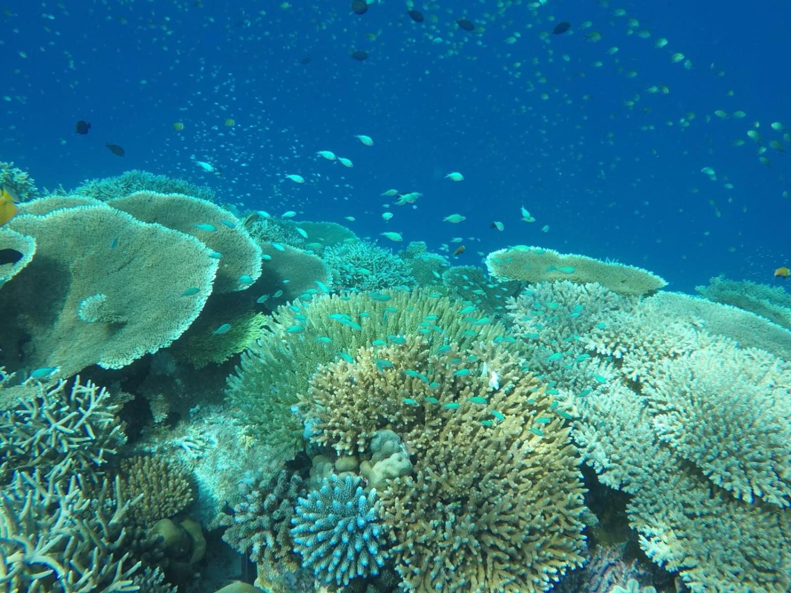 Moodhumaa Inn Guraidhoo  Kültér fotó